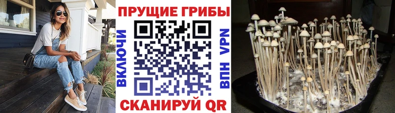 купить наркоту  Димитровград  Псилоцибиновые грибы прущие грибы 